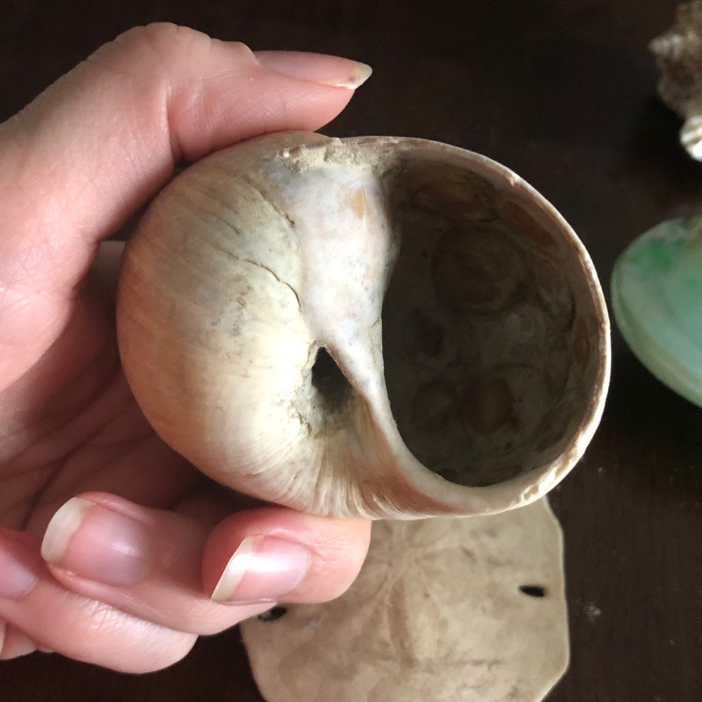👶🏻 Assorted Seashell Collection - Picture 10 of 15
